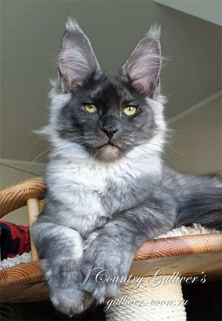 Мейн Кун Кошки Фото Котята Мейн Кун Кошки Фото Котята